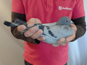 Pigeon image