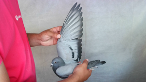 Pigeon image