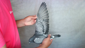 Pigeon image