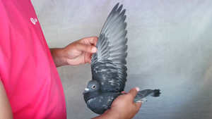 Pigeon image
