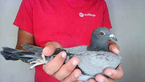 Pigeon image
