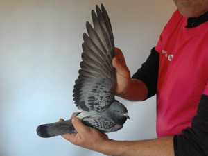 Pigeon image