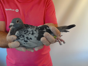 Pigeon image