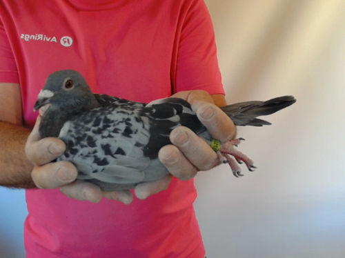Pigeon image