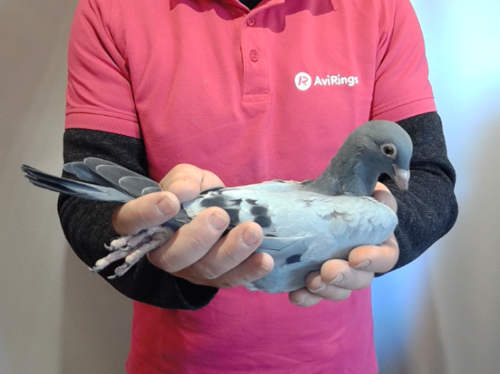 Pigeon image