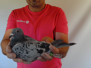 Pigeon image