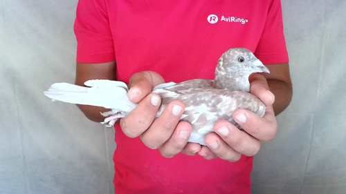 Pigeon image