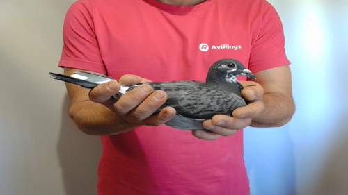 Pigeon image