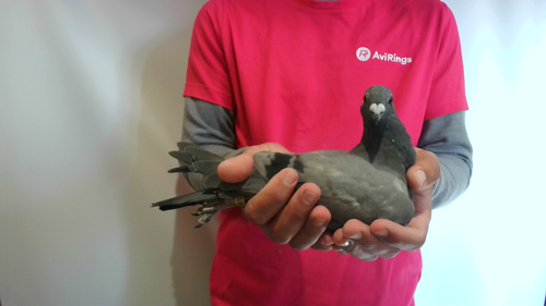 Pigeon image