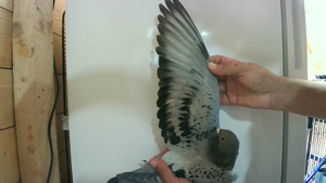 Pigeon image