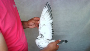 Pigeon image