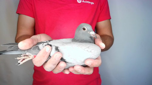 Pigeon image