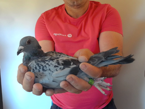 Pigeon image