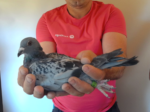 Pigeon image