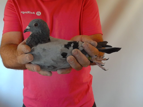 Pigeon image