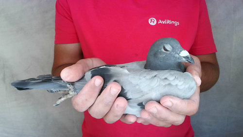Pigeon image