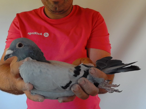 Pigeon image