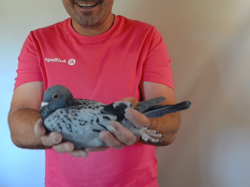 Pigeon image