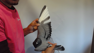 Pigeon image