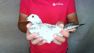 Pigeon image