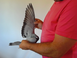 Pigeon image