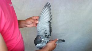 Pigeon image