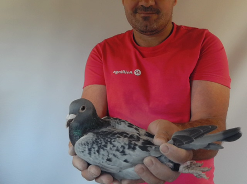 Pigeon image