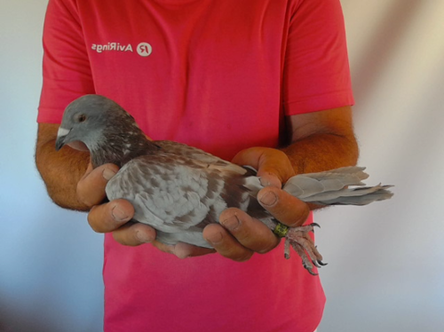 Pigeon image