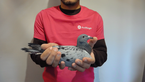 Pigeon image