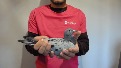 Pigeon image