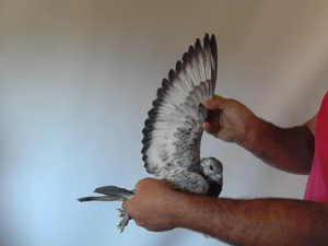 Pigeon image
