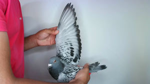 Pigeon image