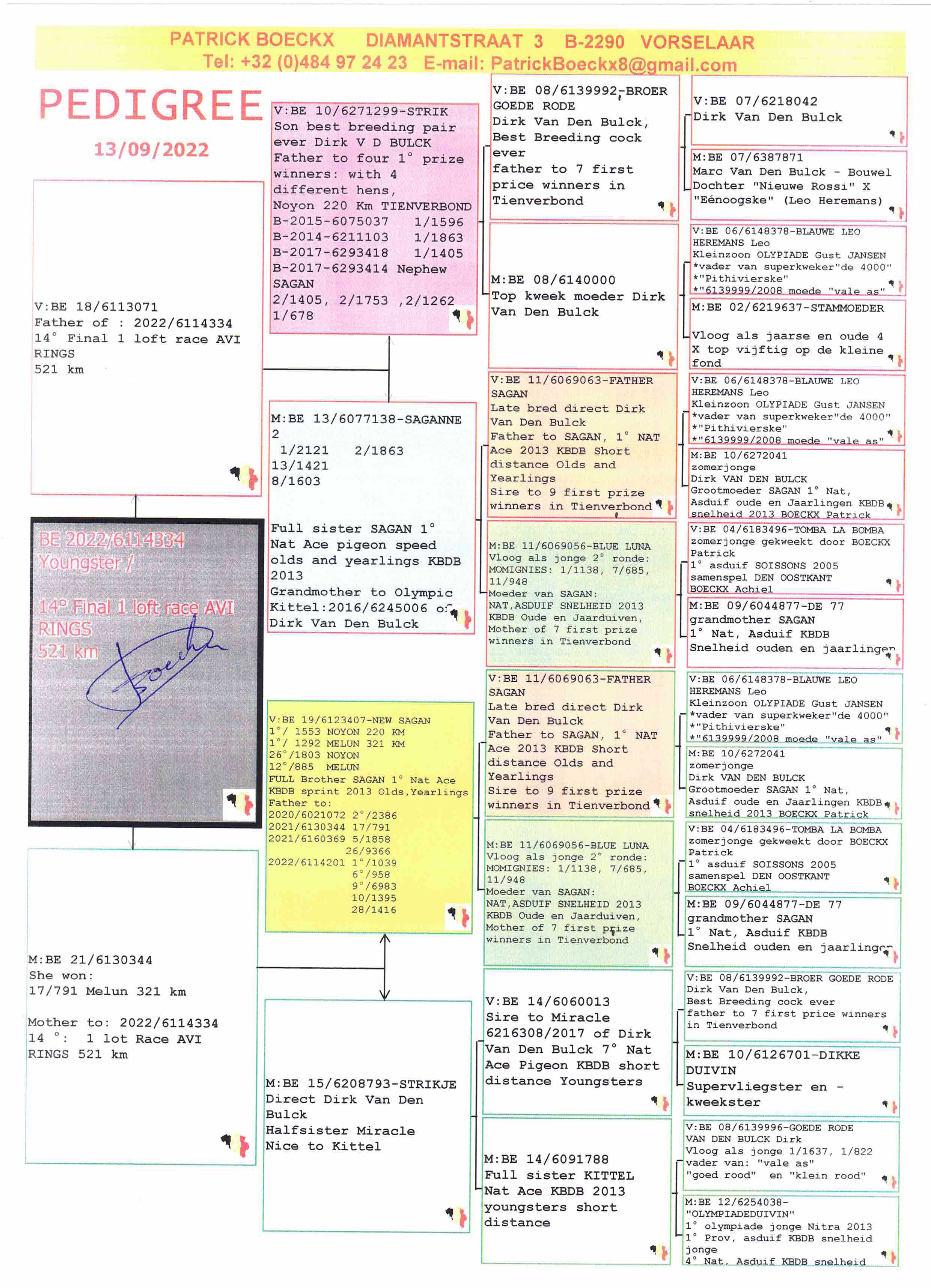 Pigeon pedigree image