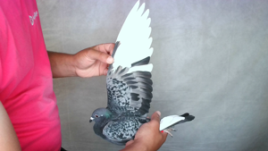Pigeon image