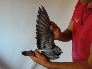 Pigeon image
