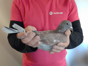 Pigeon image