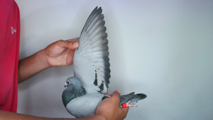 Pigeon image