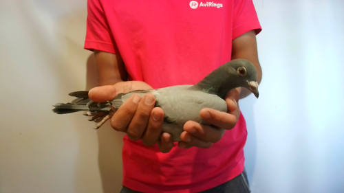 Pigeon image