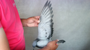 Pigeon image