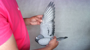 Pigeon image