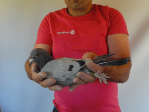 Pigeon image