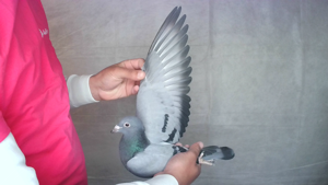 Pigeon image