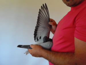 Pigeon image