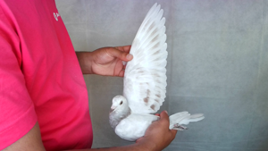 Pigeon image