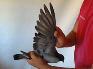 Pigeon image