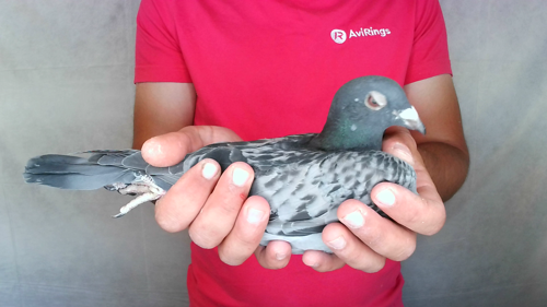 Pigeon image