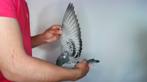 Pigeon image