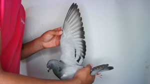 Pigeon image