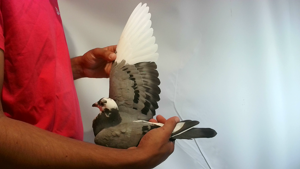 Pigeon image