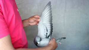 Pigeon image